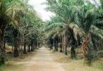 Palm trees, date palms, dirt road, unpaved, FMJV01P07_14