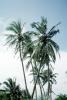 Palm Trees, Coconut, Congo