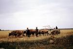 Oxen, Ox, wheat threshing, Animal Power