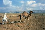 Dromedary Camel, Plowing, Plow, man, male, worker, farmer, manual labor, Tilling, Kaironon, Tunisia, soil, dirt, FMJV01P08_02