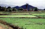 Sambava, Madagascar, Rice Paddy, field, water