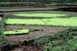 Sambava, Madagascar, Rice Paddy, field, water, FMJV01P08_12