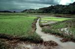 Sambava, Madagascar, Rice Paddy, field, water, FMJV01P08_13