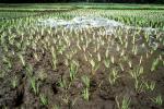 Sambava, Madagascar, Rice Paddy, field, water, FMJV01P08_17