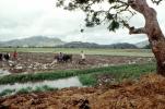 Plow, Plowing, man, male, farmer, manual labor, mud, muddy, oxen, cows, near Andrapa, Madagascar, FMJV01P09_09