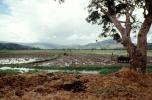 Plow, Plowing, man, male, farmer, manual labor, mud, muddy, oxen, cows, near Andrapa, Madagascar