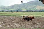 Plow, Plowing, man, male, farmer, manual labor, mud, muddy, oxen, cows, near Andrapa, Madagascar, FMJV01P09_11