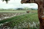 Plow, Plowing, man, male, farmer, manual labor, rice field, water, mud, dirt, near Andrapa, Madagascar, FMJV01P09_19