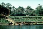 Palm Trees, Riverbank, Suez, Egypt