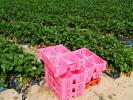 Strawberry Farming along the coast in Monterey County, FMND01_017