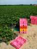 Strawberry Farming, Monterey Countym Central California Coast, FMND01_024