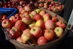Buckets of Apples, Two-Rock, Sonoma County, FMND02_026