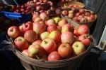 Buckets of Apples, harvest, FMND02_027