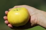 Apple, Hand, Two-Rock, Sonoma County