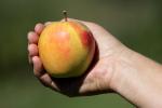 Apple, Hand, Two-Rock, Sonoma County