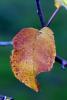 Apple Tree, Leaf, fall colors, Two-Rock, Sonoma County, autumn, FMND02_083