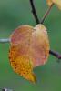 Apple Tree, Leaf, fall colors, Two-Rock, Sonoma County, autumn, FMND02_084
