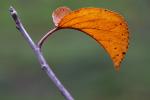 Apple Tree, Leaf, fall colors, Autumn, Two-Rock, Sonoma County, leaves, twig
