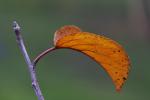 Apple Tree, Leaf, fall colors, Autumn, Two-Rock, Sonoma County, leaves, twig, FMND02_089
