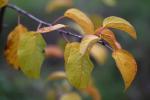 Autumn, Apple Tree, leaves, leaf, twig, FMND02_091