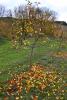 Apple Trees, Leaf, fall colors, Autumn, leaves, twig