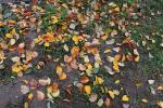 Apple Trees, Leaf, fall colors, Autumn, leaves, twig, FMND02_093