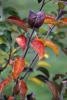 Apple Trees, Leaf, fall colors, Autumn, leaves, twig, FMND02_098
