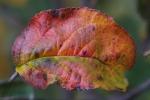 Apple Tree, Leaf, fall colors, Autumn, leaves, twig, FMND02_099