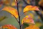 Apple Tree, Leaf, fall colors, Autumn leaves, leaves, twig, autumn, FMND02_102