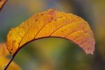 Apple Tree, Leaf, fall colors, Autumn, leaves, twig, FMND02_103
