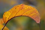 Apple Tree, Leaf, fall colors, Autumn, leaves, twig, FMND02_104