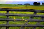 Gate, Mustard Flowers, Fields, Two-Rock, Sonoma County, California, FMND02_114