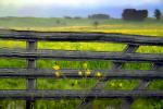Mustard Flowers, Gate, Fields, Two-Rock, Sonoma County, California, FMND02_115
