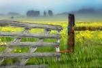Gate, Fields, Mustard Flowers, Two-Rock, Sonoma County, California, FMND02_117