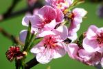 apple blossom flower, FMND02_126