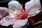 apple blossom flower, FMND02_128