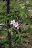 Blossom, Flower, Apple Orchard, Spring, FMND02_141