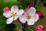 Blossom, Flower, Apple Orchard, Spring, FMND02_142