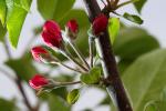 Apple Blossom, Flower, Springtime, Spring, FMND02_143