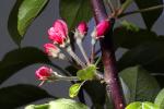 Apple Blossom, Flower, Springtime, Spring, FMND02_144