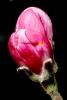 Apple Blossom, Flower, Springtime, Spring, Buds, FMND02_146