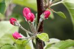 Apple Blossom Buds, Flower, Springtime, Spring, FMND02_147