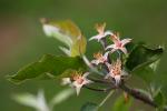 Jonagold Apple Blossom, Flower, Springtime, Spring