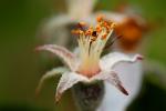 Jonagold Apple Blossom, Flower, Springtime, Spring, FMND02_153