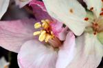 Jonagold Apple Blossom, Flower, Springtime, Spring, FMND02_154