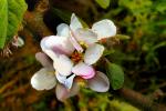 Liberty Apple Blossom, Flower, Orchard, Springtime, Spring, FMND02_163