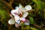 Apple Blossom flower