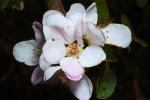 Liberty Apple Blossom, Flower, Springtime, Spring, FMND02_164