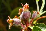 Liberty Apple Blossom, Flower Bud, Orchard, Springtime, Spring, FMND02_167
