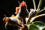 Liberty Apple Blossom, Flower Bud, Springtime, Spring, FMND02_168